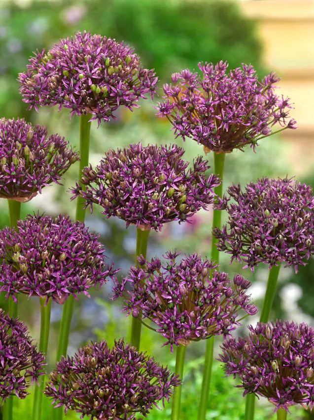 Allium Miami-p4