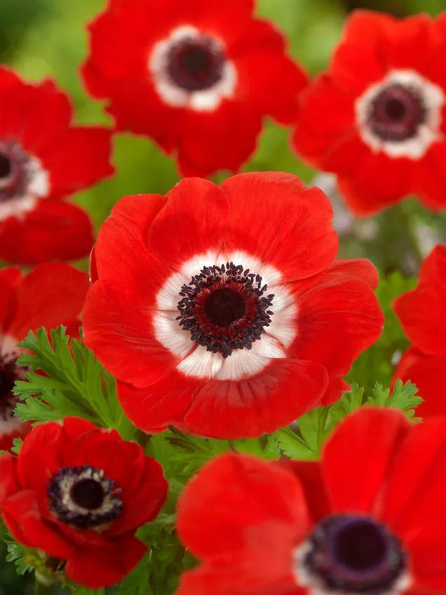 Anemone coronaria Hollandia-p1