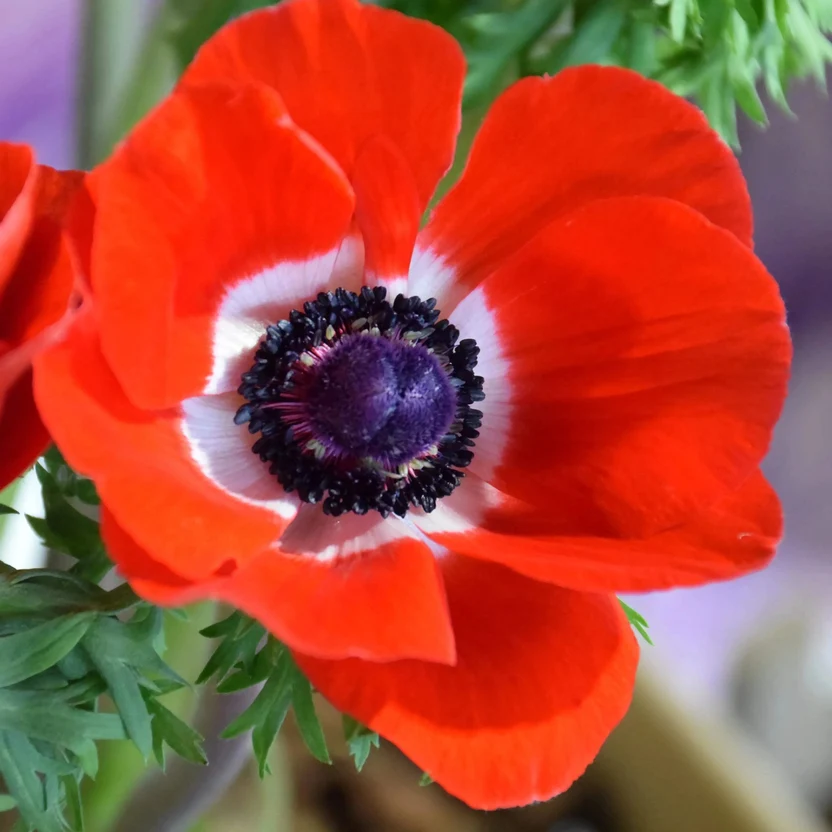 Anemone coronaria Hollandia-p2