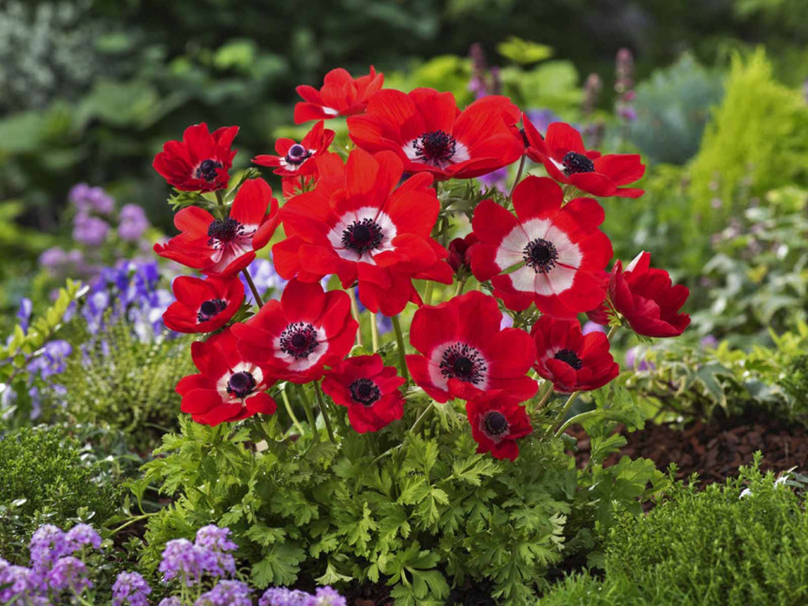 Anemone coronaria Hollandia-p3