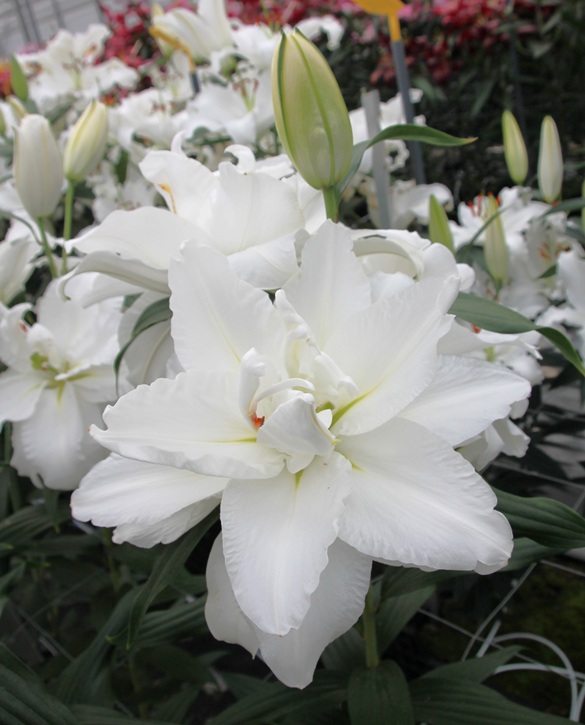 Bowl-of-Beauty-2025-2