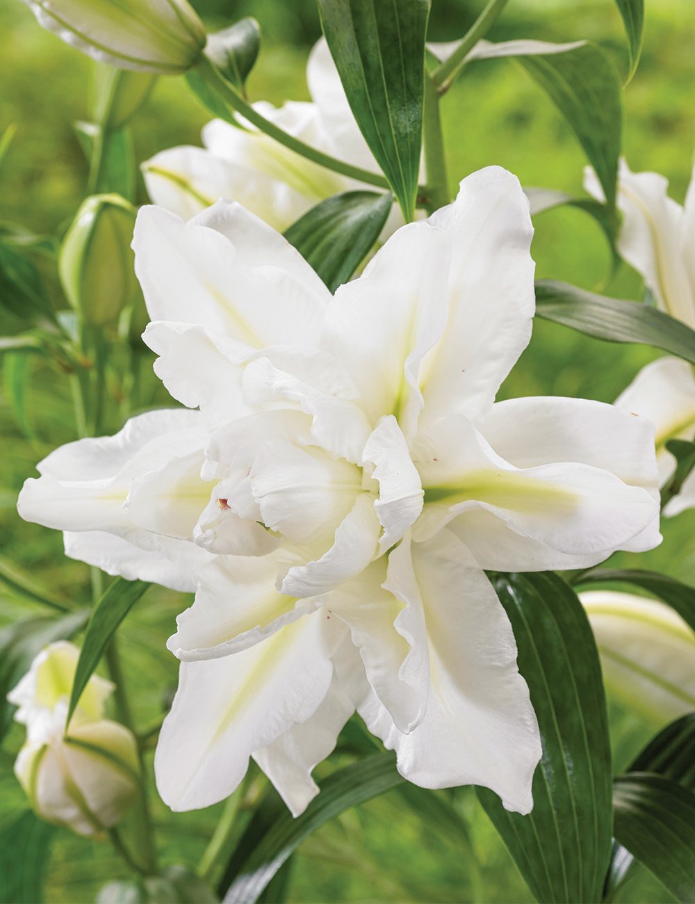 Bowl of Beauty lilium-p1