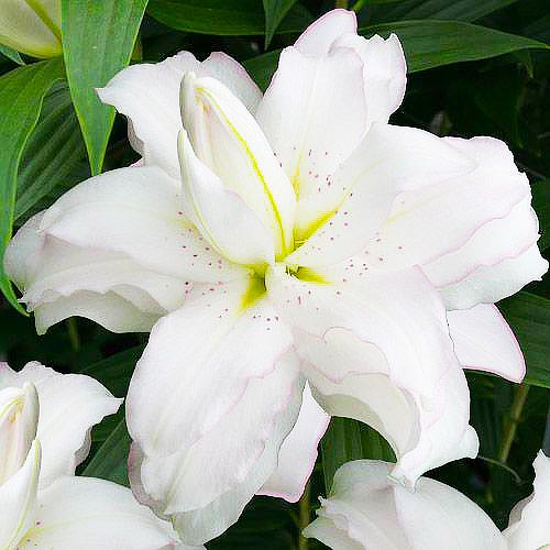 Bowl of Beauty lilium-p2