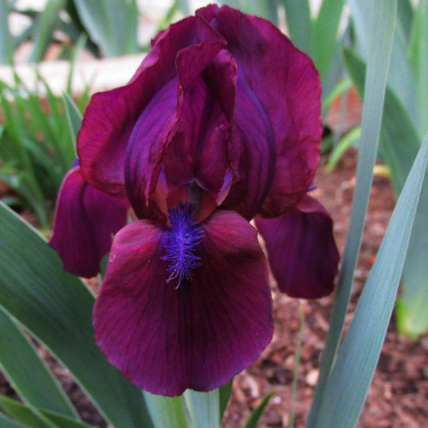 Cherry Garden iris p-p1