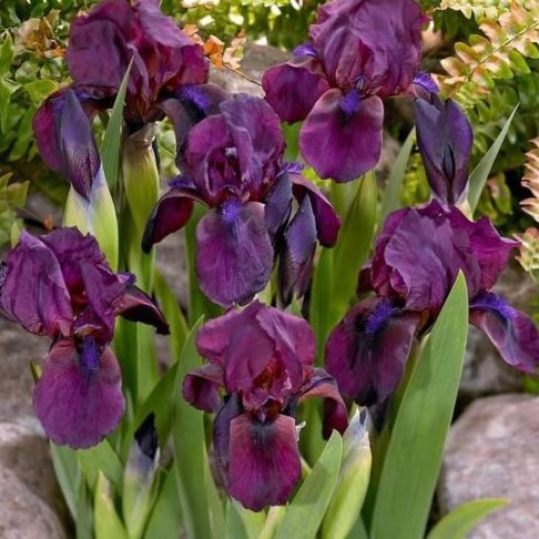 Cherry Garden iris p-p3