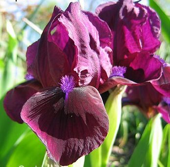 Cherry Garden iris p-p4