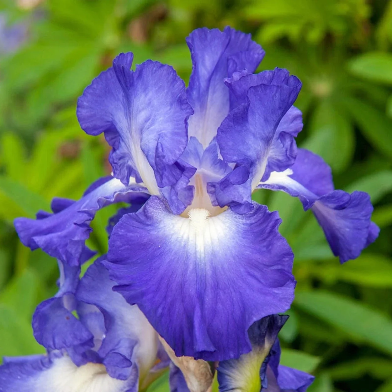 City Lights iris g-p1