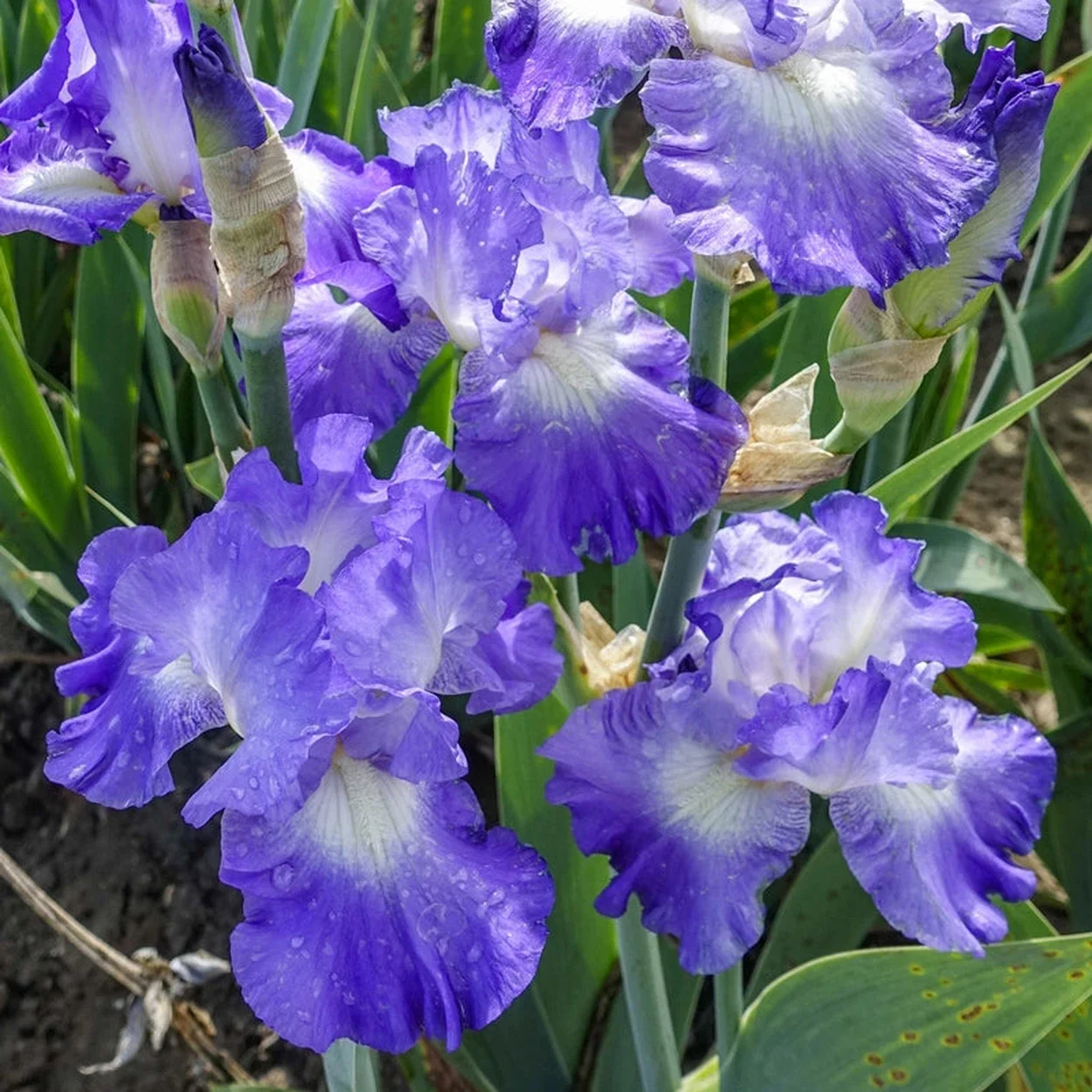 City Lights iris g-p2