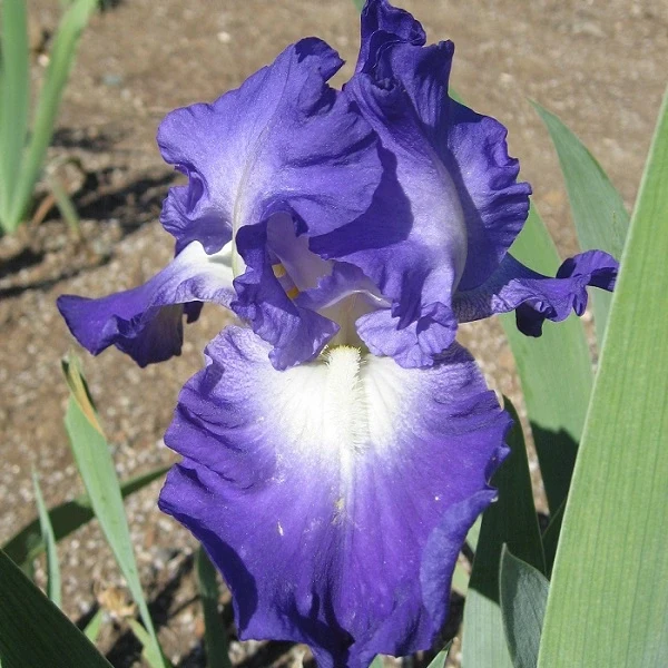 City Lights iris g-p3
