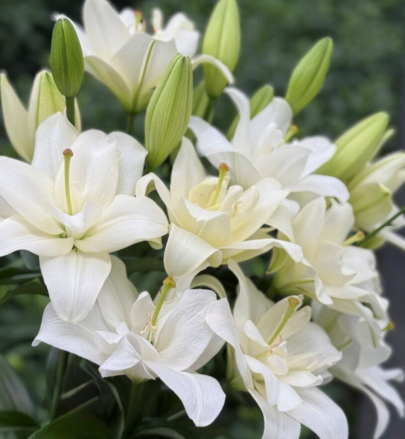 Crin Belvedere Lilium-p1