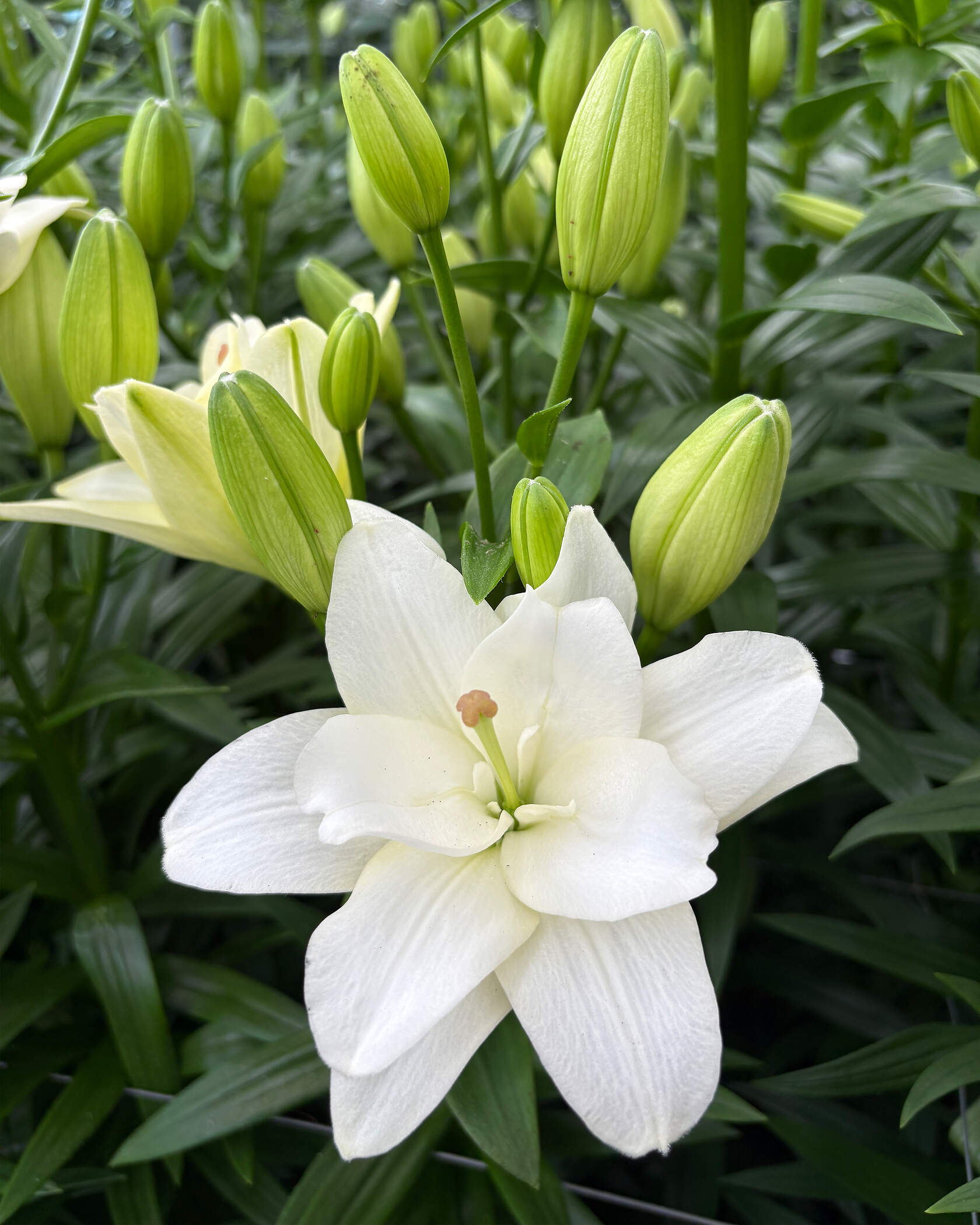 Crin Belvedere Lilium-p2