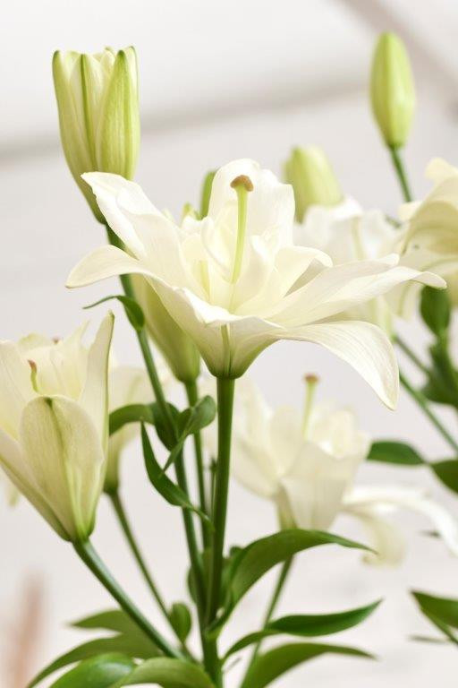 Crin Belvedere Lilium-p3