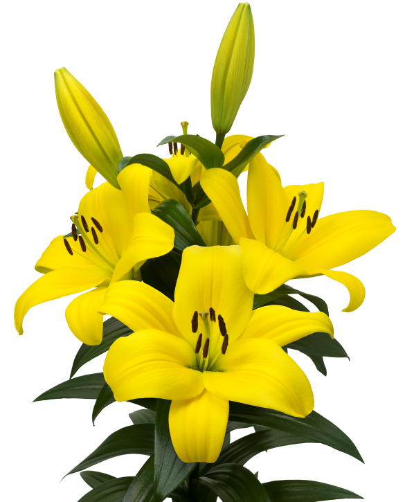 Fuenta lilium-p1