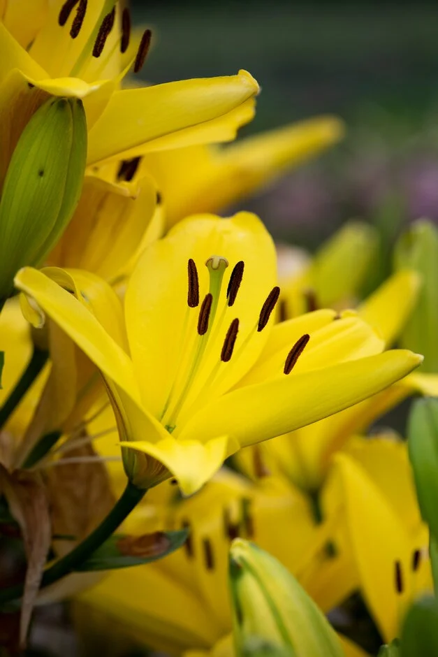 Fuenta lilium-p4