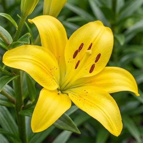 Fuenta lilium-p6