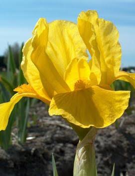 Golden Gloves iris pumila-p1
