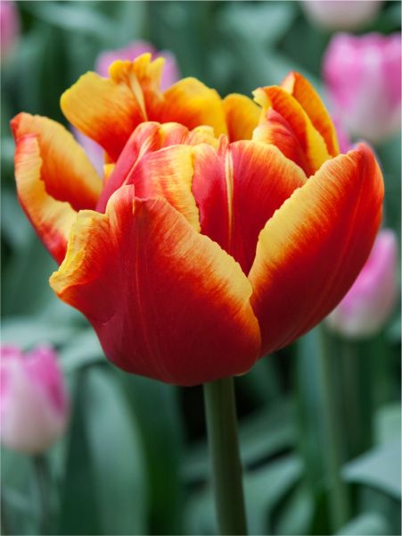 HIGH ROLER tulip-p1