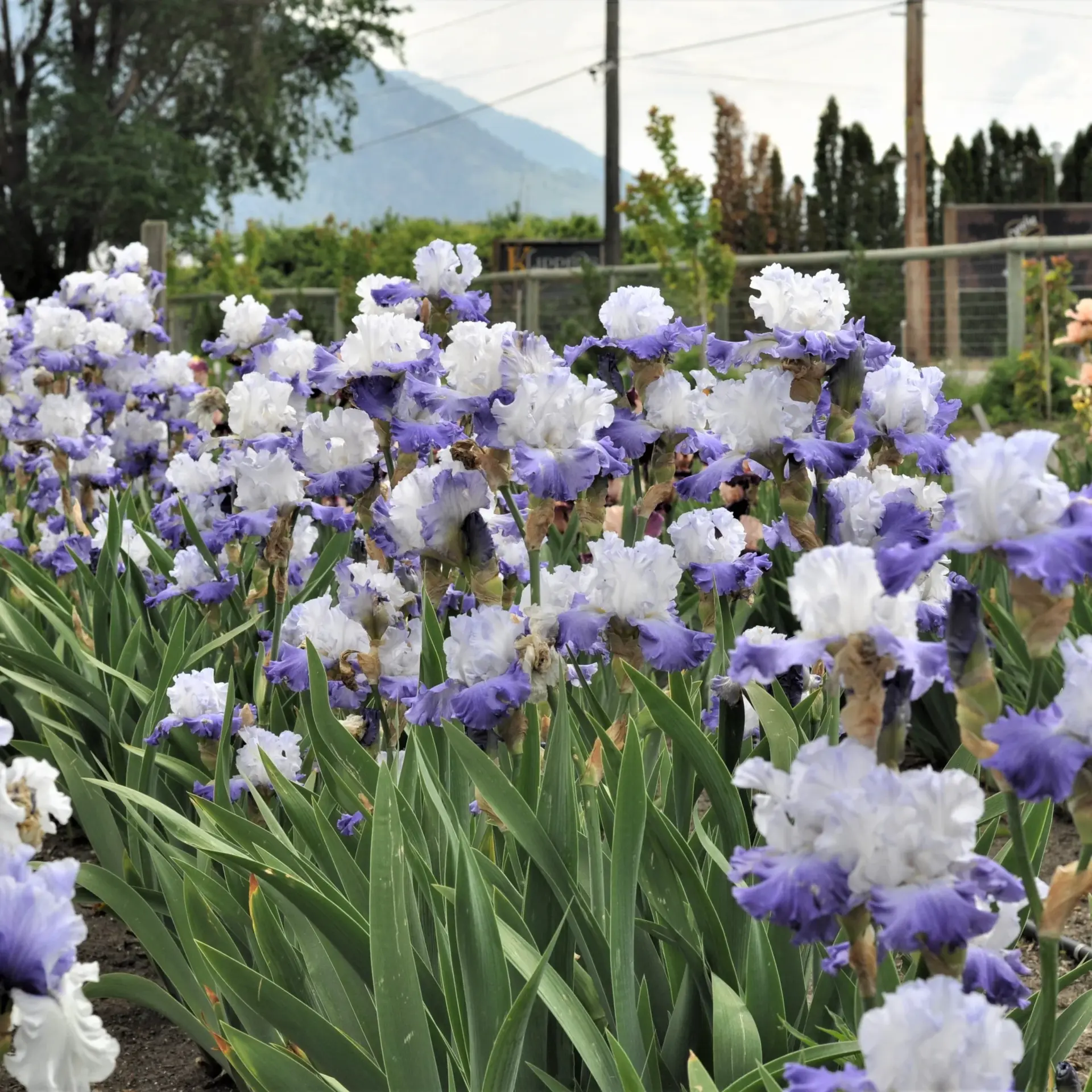 Heartstring Strummer iris g-p2
