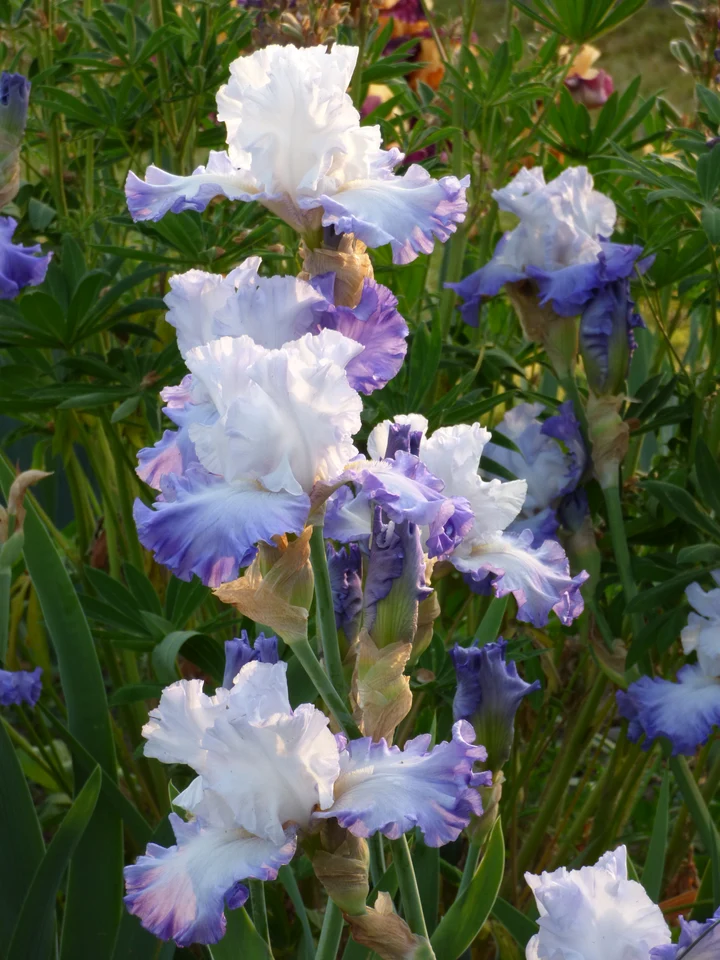 Heartstring Strummer iris g-p3