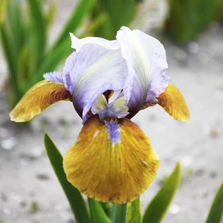 Hocus Pocus iris pumila-p1