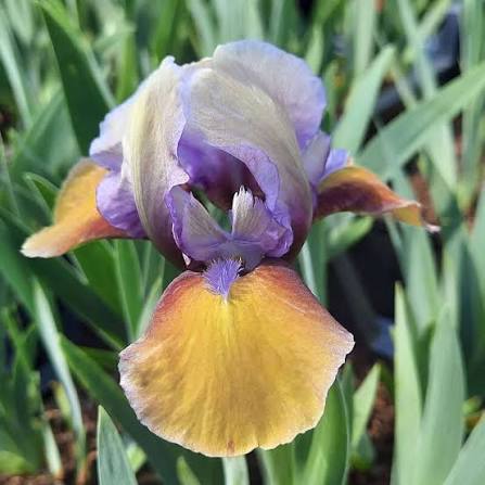 Hocus Pocus iris pumila-p3