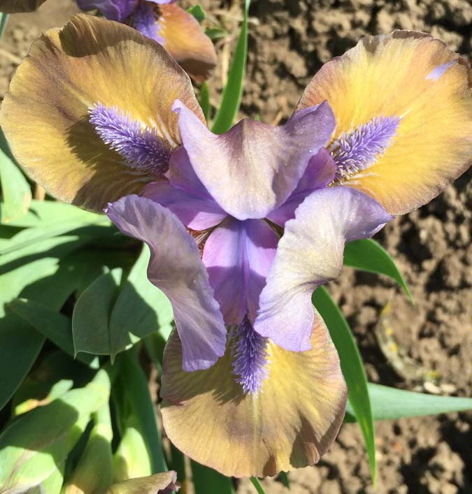 Hocus Pocus iris pumila-p4