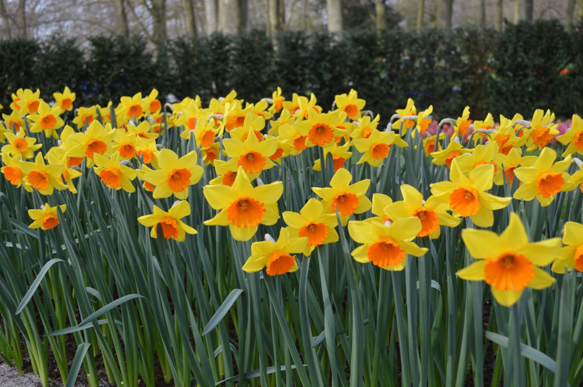 Narcissus Red Devon-p1