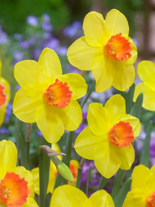 Narcissus Red Devon-p2