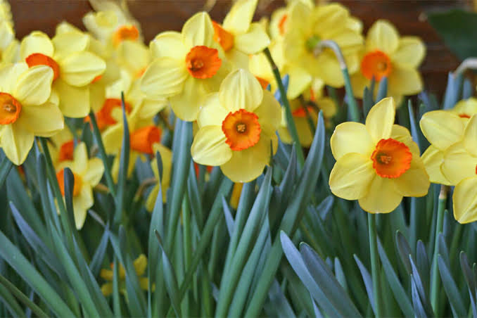 Narcissus Red Devon-p4