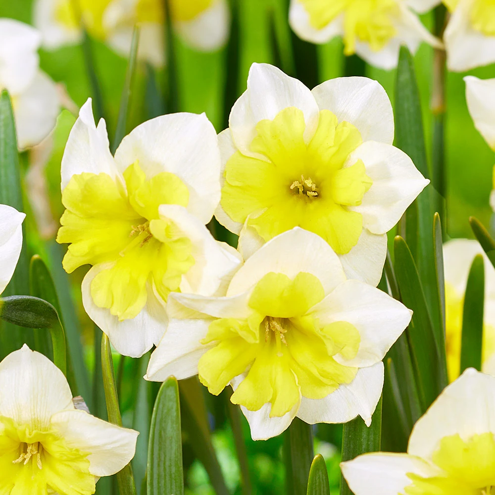 Narcissus-Smiling-Twin-p1