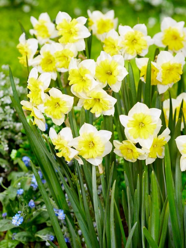 Narcissus-Smiling-Twin-p2
