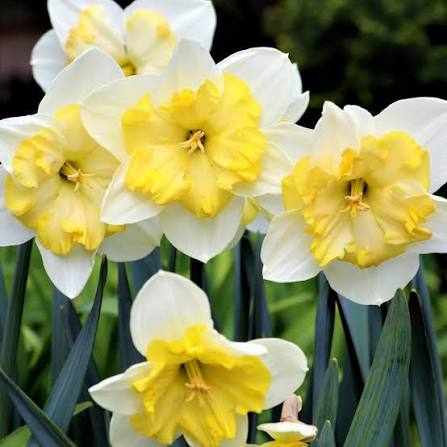 Narcissus-Smiling-Twin-p3