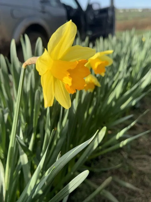 Narcissus_February_Fortune-p1