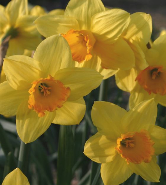 Narcissus_February_Fortune-p2