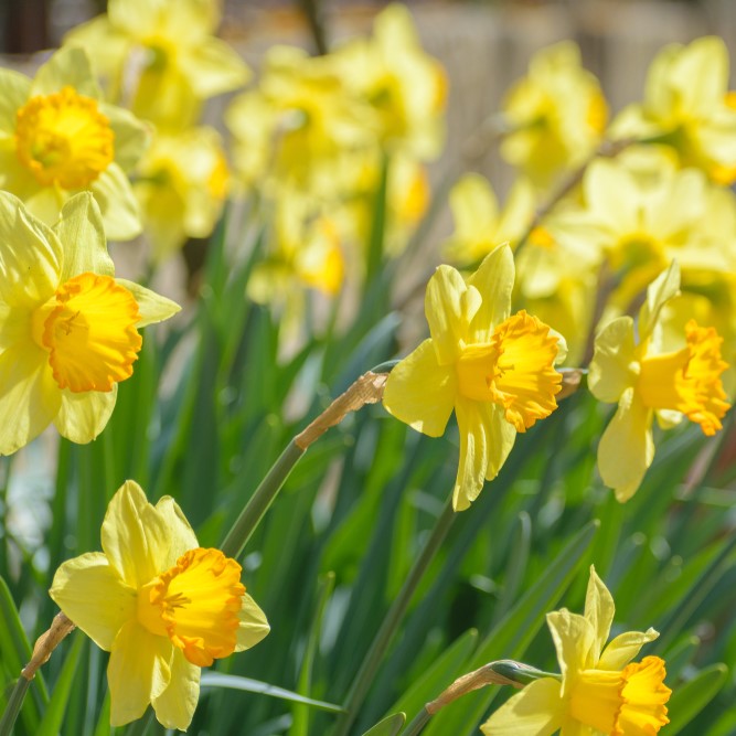 Narcissus,Fortune,(large,Cupped,Daffodil),Flowers
