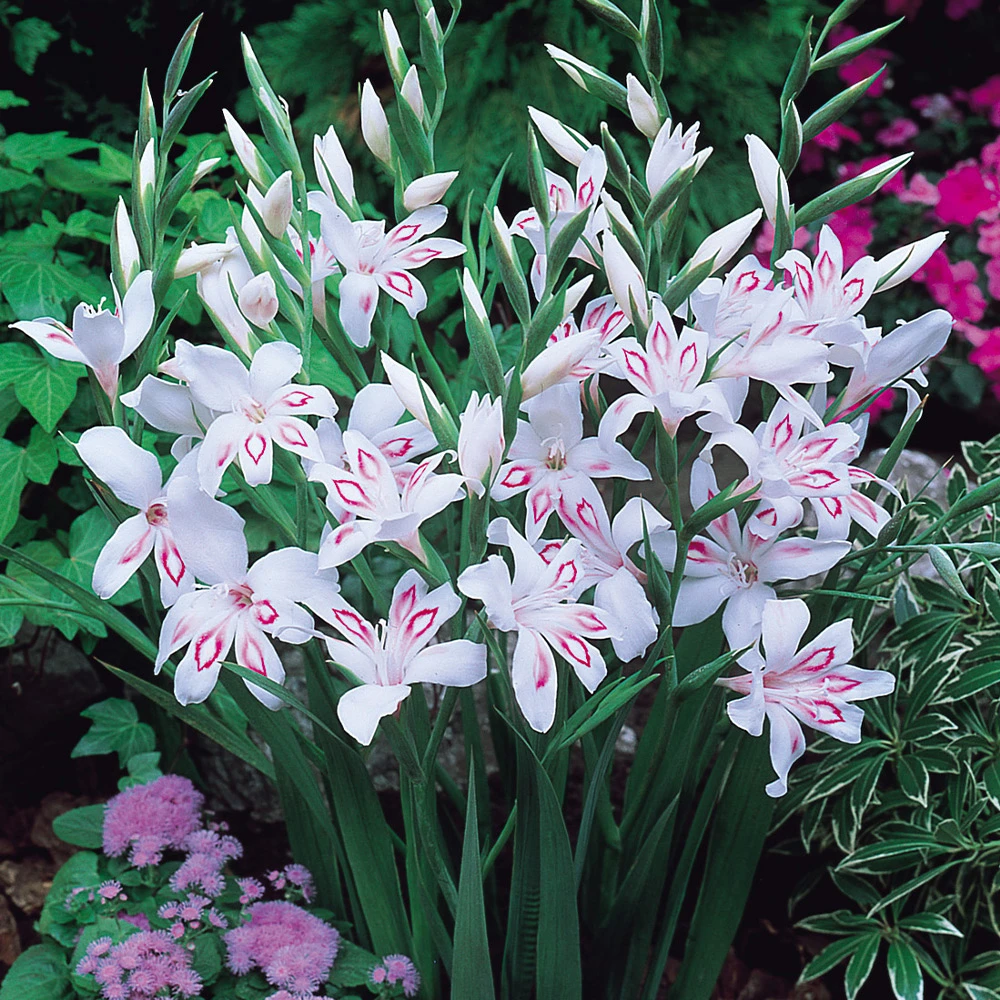 Nimph Nanus gladiole-p2