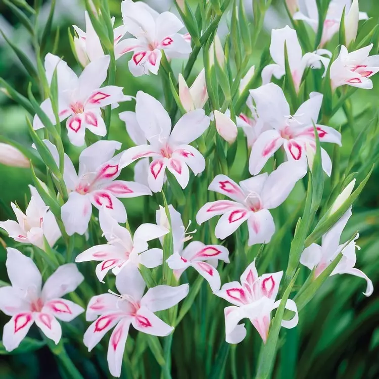 Nimph Nanus gladiole-p3