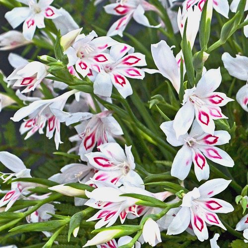 Nimph Nanus gladiole-p4