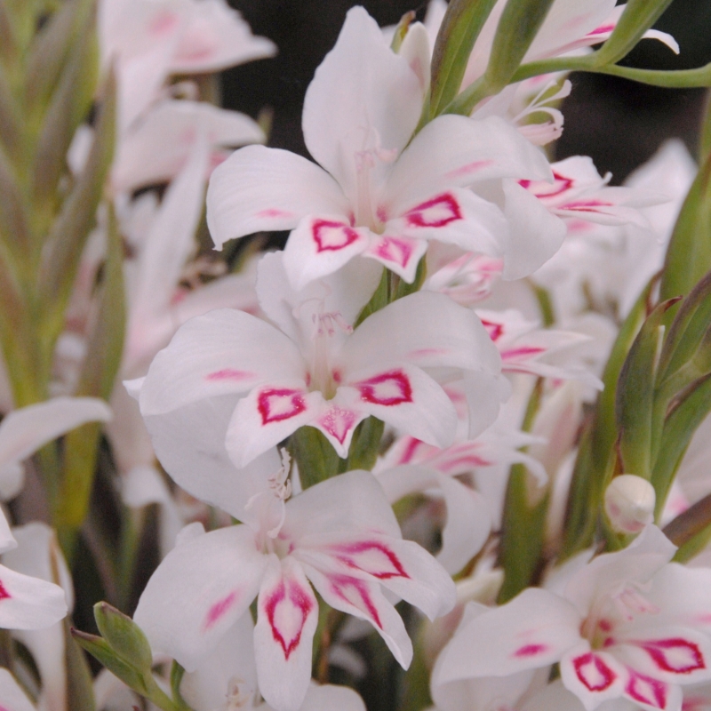 Nimph Nanus gladiole-p5