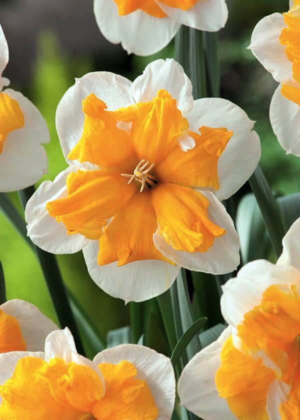 Orangery narcise-p1