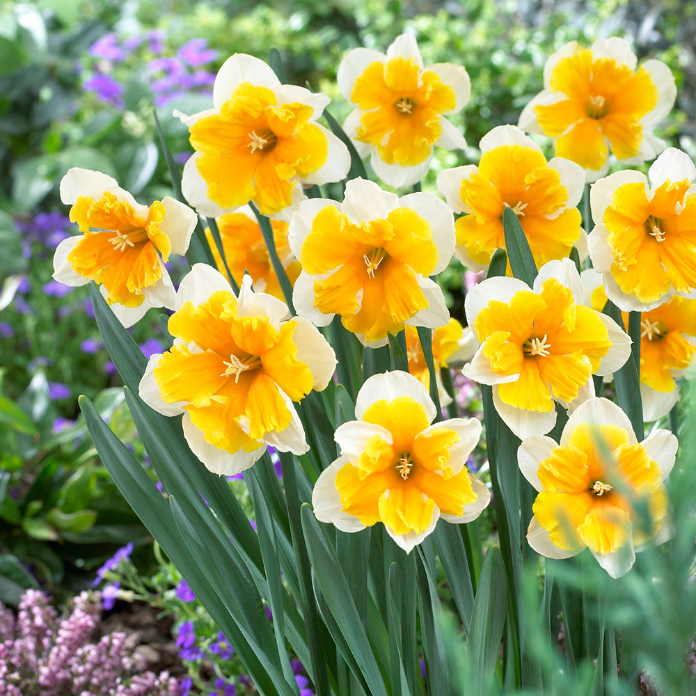 Orangery narcise-p4