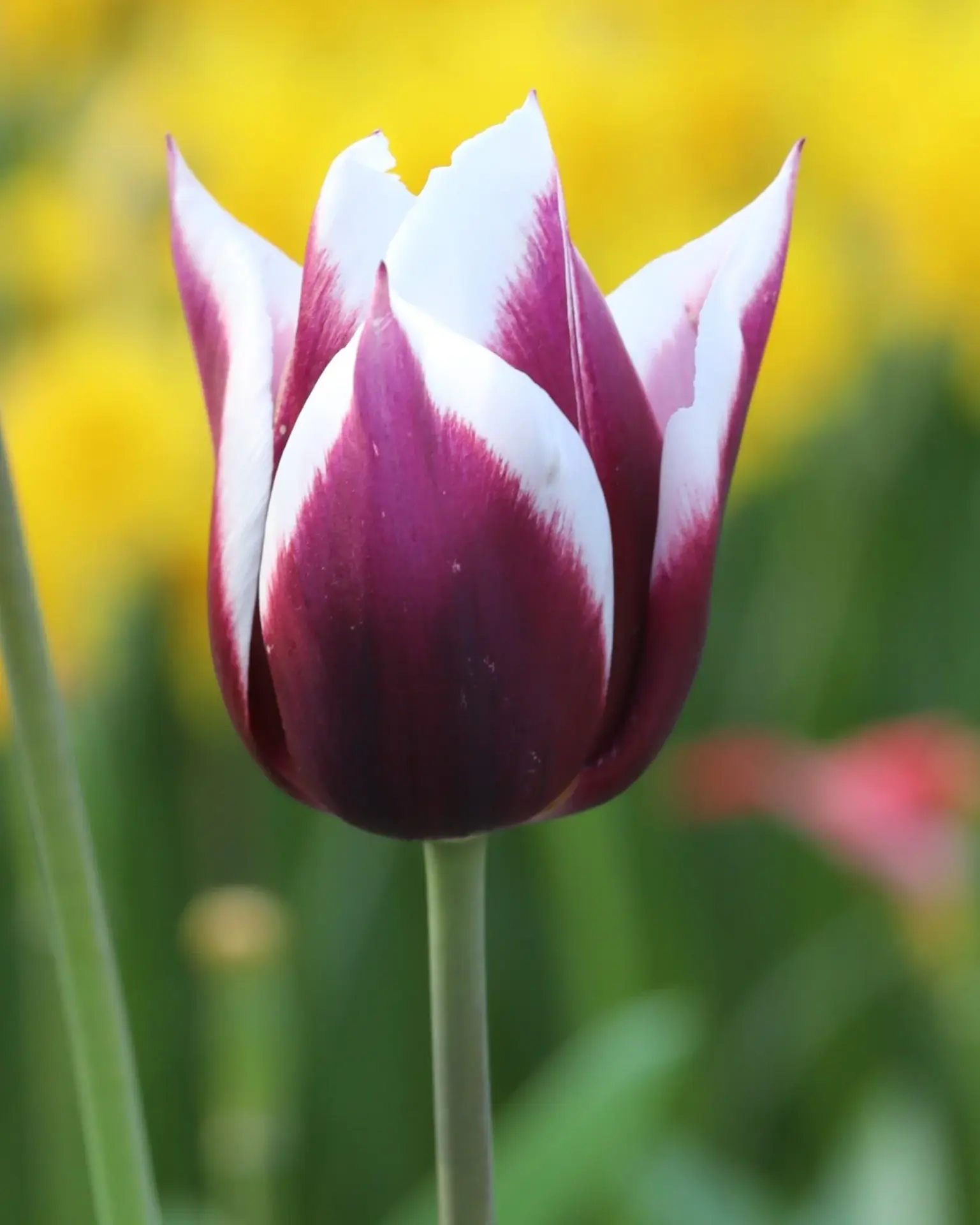 Rimini tulip-p2