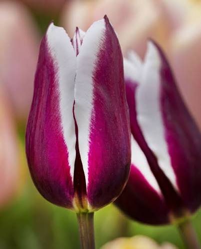 Rimini tulip-p3