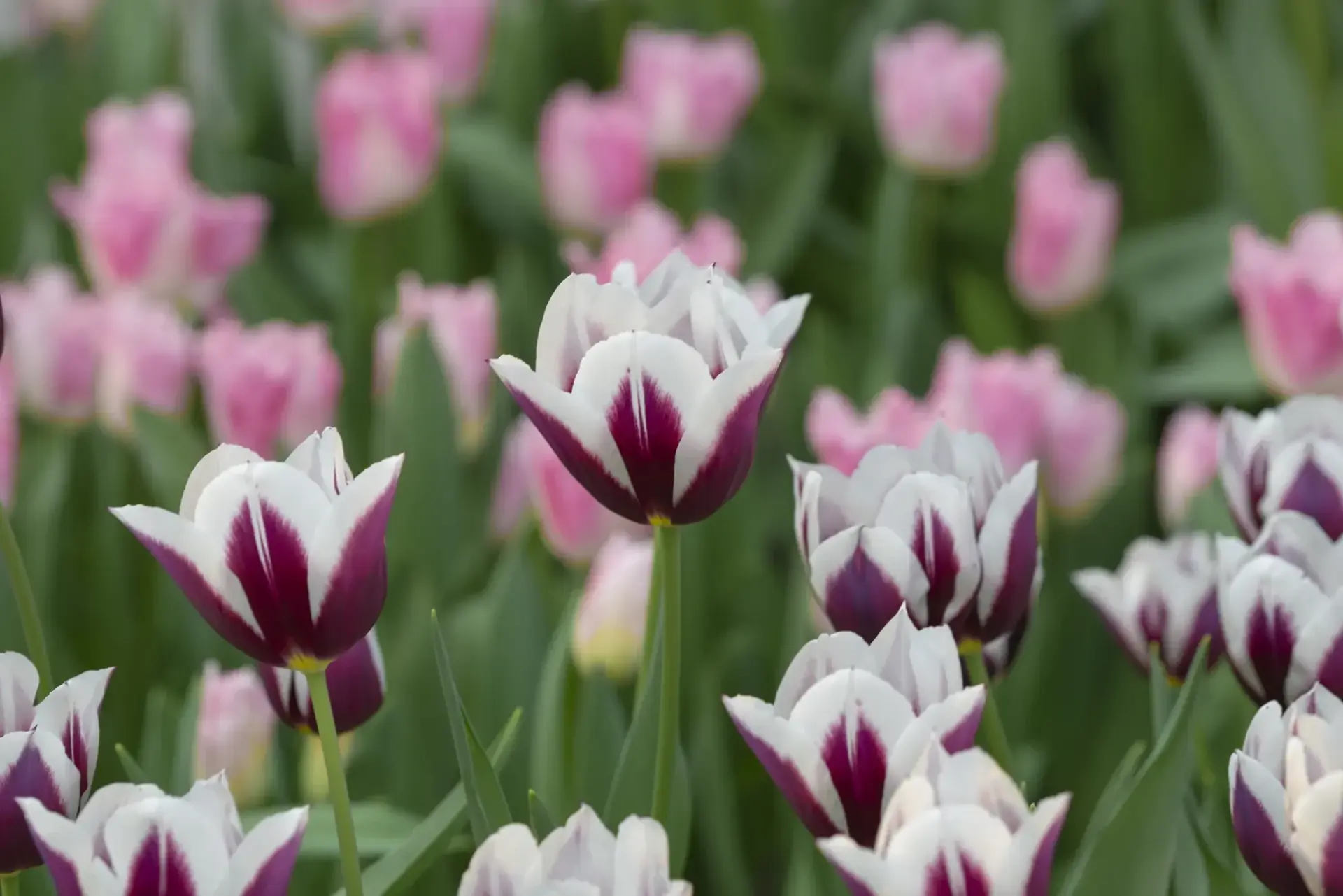 Rimini tulip-p4