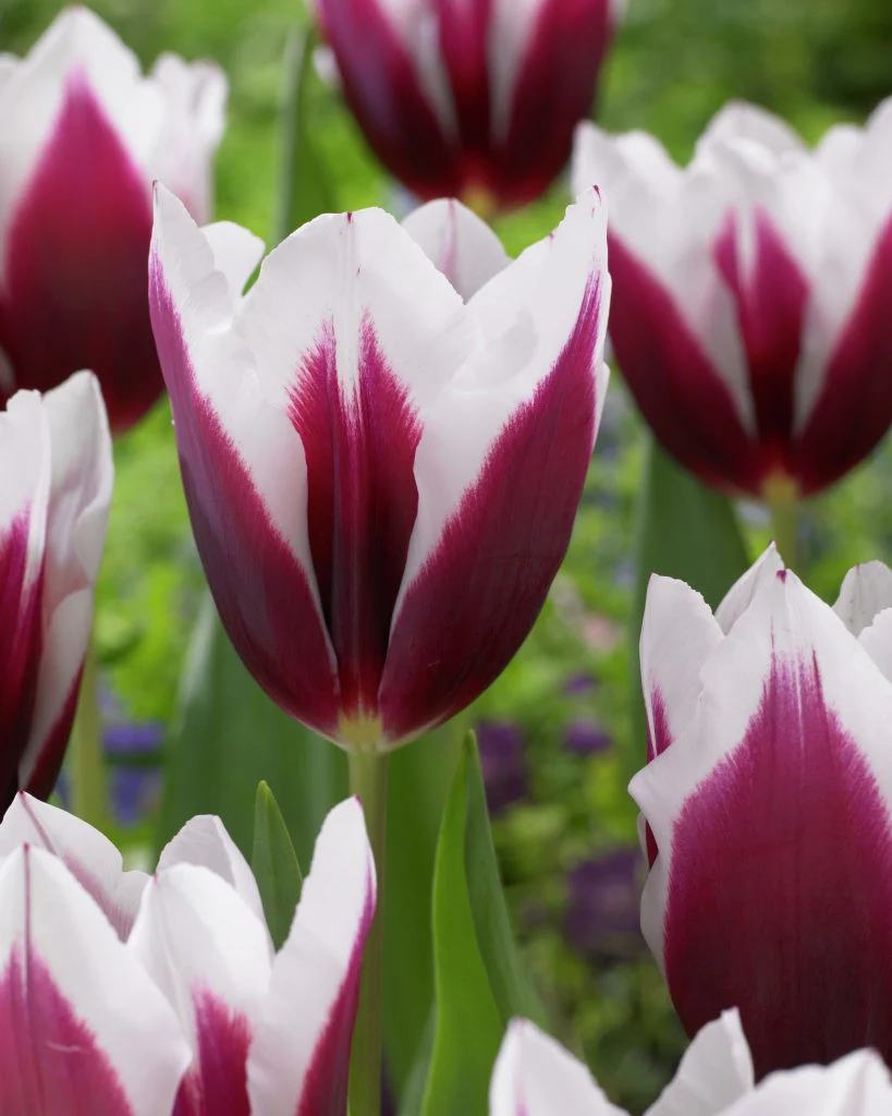 Rimini tulip-p5