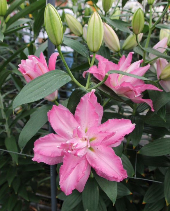 Sabor lilium-p2