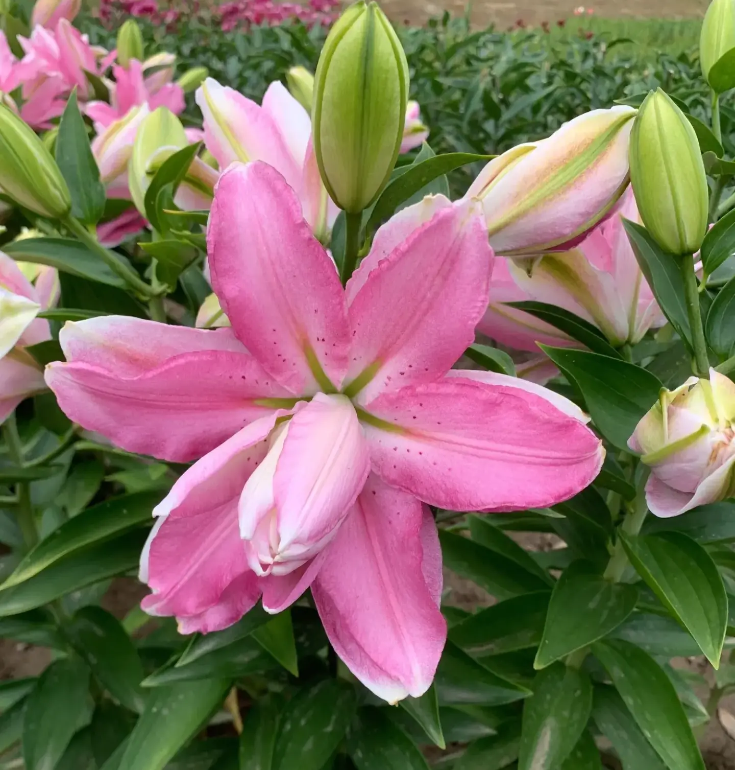 Sabor lilium-p3