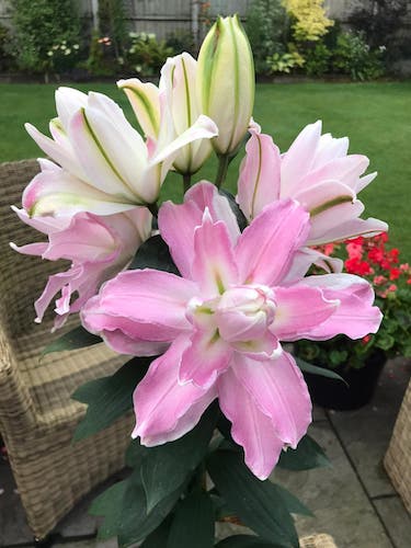 Sabor lilium-p4