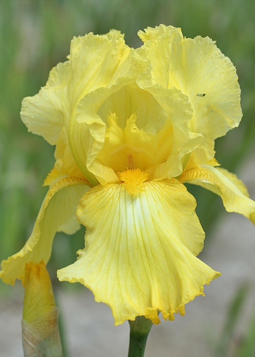 Summer Olympics iris g-p1