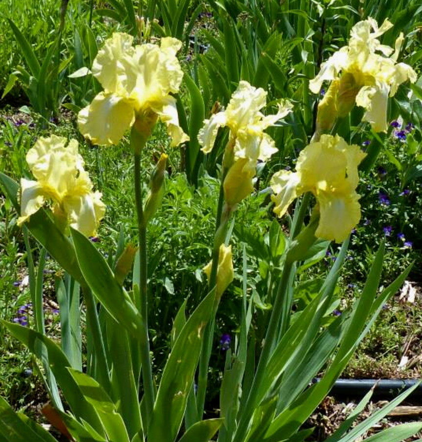 Summer Olympics iris g-p2